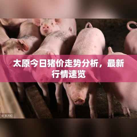 太原今日猪价走势分析，最新行情速览