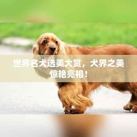 世界名犬选美大赏,犬界之美惊艳亮相!