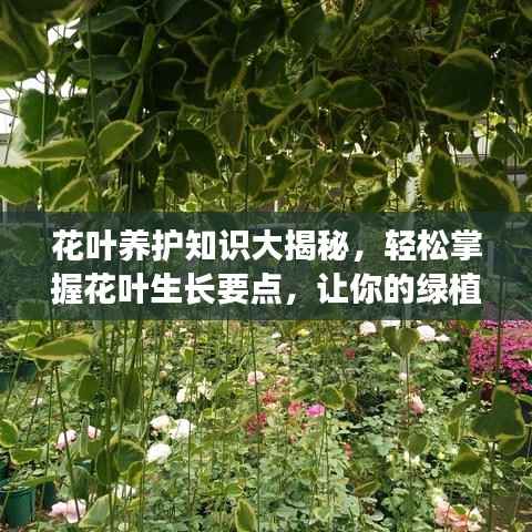 花叶养护知识大揭秘，轻松掌握花叶生长要点，让你的绿植生机勃勃！